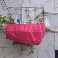 قناری نر خوش رنگ