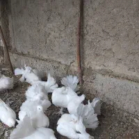 دمچتری اینگلیسی