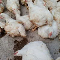 مرغ زنده کیلویی ۲۰۰