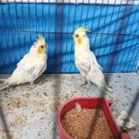عروس هلندی جوجه