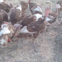 بوقلمون نر