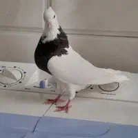 کفتر کبوتر طوق شازده طوق مشکی سینه زرد طوقی