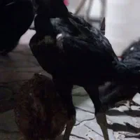 جوجه لاری اصل افغان پا سوخته