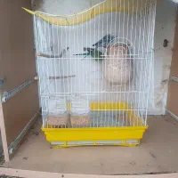 3 عدد مرغ عشق با قفس معاوضه با کبوتر