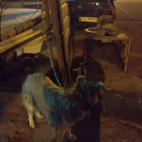 واگذاری سگ نگهبان