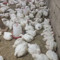 مرغ گوشتی اورکانیت