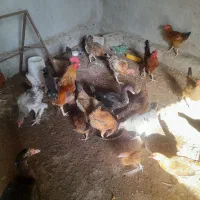 مرغ و خروس