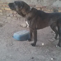 واگذاری سگ