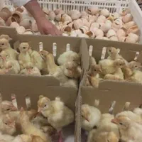 بوقلمون بیوتی ۶