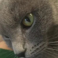 گربه اسکاتیش بلو ماده