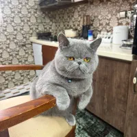 گربه ی مهربون و تپلی تدی خان