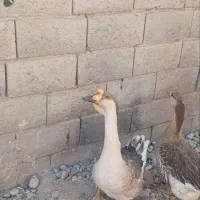 دو عدد قو قاز نرو ماده تخم گذار