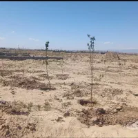 زمین باغی