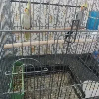 قناری وعروس هلندی