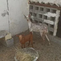 بز وکهره صلاله