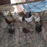 کفتررنگی