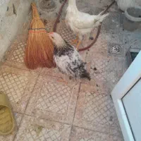 مرغ و خروس