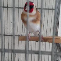 سهره دهندار