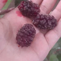شاتوت درجه یک