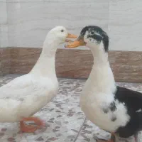 ۲ عدد اردک معمولی و ۱عددکله سبز و۳عدد خروس