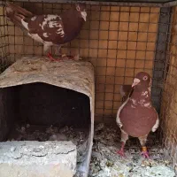 ۳جفت پلاکی درجه یک به شرط تخم و جوجه