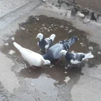 کبوتر