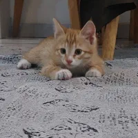 بچه گربه نارنجی واگذاری فوری