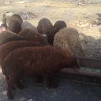 فروش ۱۵راس بره