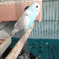 مرغ عشق اسپانگل ماده بالغ
