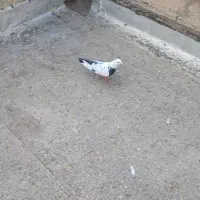 دم سیاه