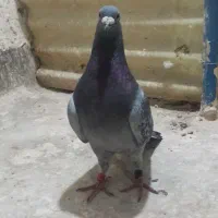 مسافتی شناسنامه دار