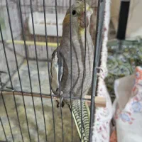 عروس هلندی گل باقالی ۸ ماهه