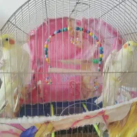 عروس هلندی