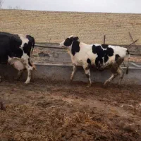 جوانه تقریبا ۳۴۰کیلو