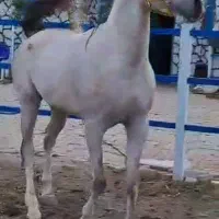فروش سیلمی کره فیگاروجی وارداتی
