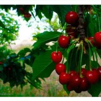 بهترین کود ارگانیک برای رشد  سریع گیاهان