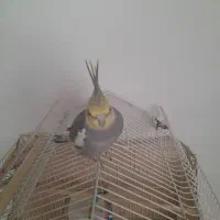عروس هلندی نر