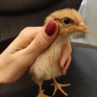 جوجه خروس جوجه مرغ رسمی خانگی