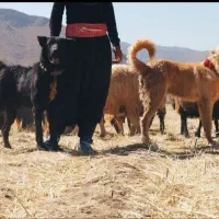 سگ قدر جونی
