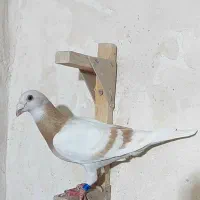 سوسنی کرم