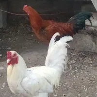 دوعددخروس
