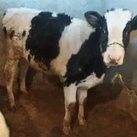 گوساله ماده