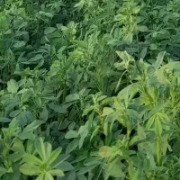 یونجه خشک