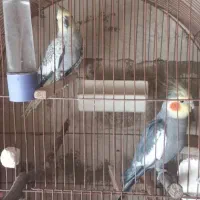 یک جفت عروس هلندی نروماده|پرنده|بوکان, |دیوار