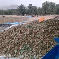 پوست بادام تر وخشک تمیز بدون کپگ