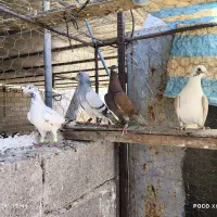 پلاکی و شهری