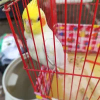 عروس هلندی