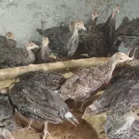 بوقلمون برنز سینه پهن