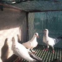 گل دم،کلاغ دم،سبز
