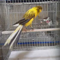 قناری رسمی بلند/موزائیکی/سرخ/سوخته